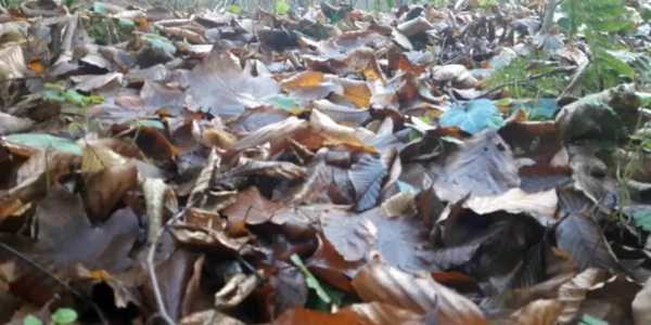 #fa-caption-239 TIMPUL MEU...