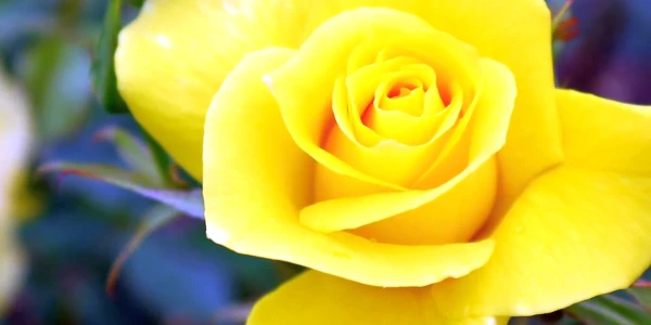 #fa-caption-83 TRANDAFIRUL GALBEN