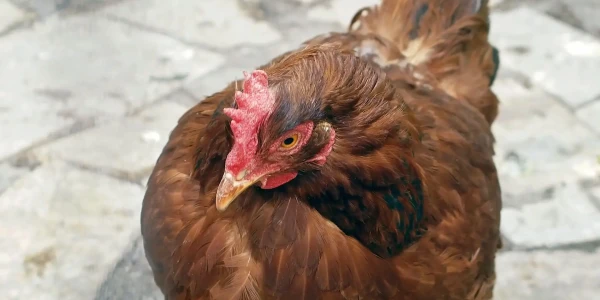 GĂINA INDEPENDENTĂ