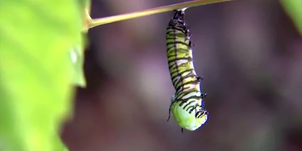 #fa-caption-71 ÎMI APARȚII!