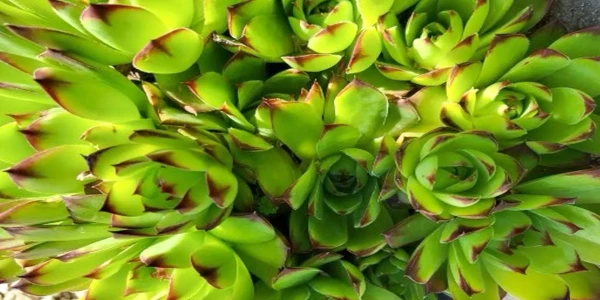 #fa-caption-127 SEMPERVIVUM
