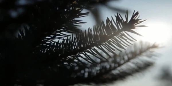 #fa-caption-855 EXTEMPORAL