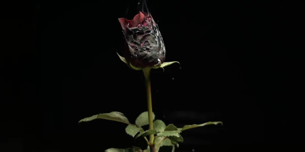 CUVINTE DE CERNEALĂ