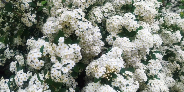 #fa-caption-123 FANTEZIE