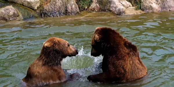 #fa-caption-305 CRIMĂ CU PREMEDITARE