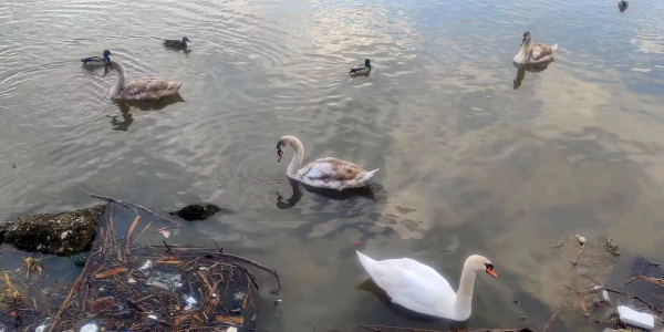 PE CINE VOTĂM ÎN 2024?