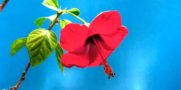 #fa-caption-676 DE ZIUA TA