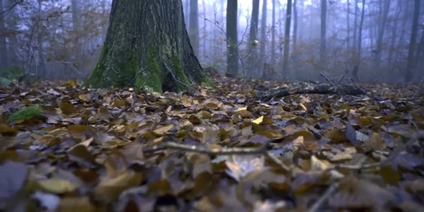 GÂNDURI... / THOUGHTS...