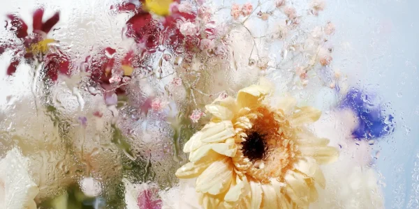 FLOARE DE GHEAȚĂ / ICE FLOWER