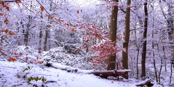 #fa-caption-464 TATUAJ DE GHEAȚĂ / ICE TATTOO